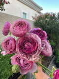 Ranunculus Amandine Purple Jean