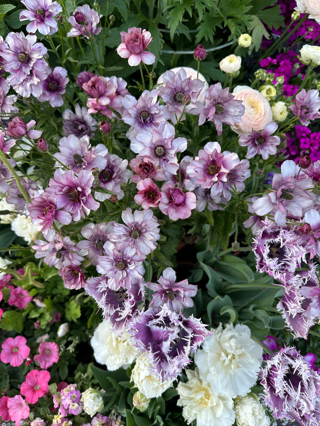 Butterfly Ranunculus 'Thiva'corms