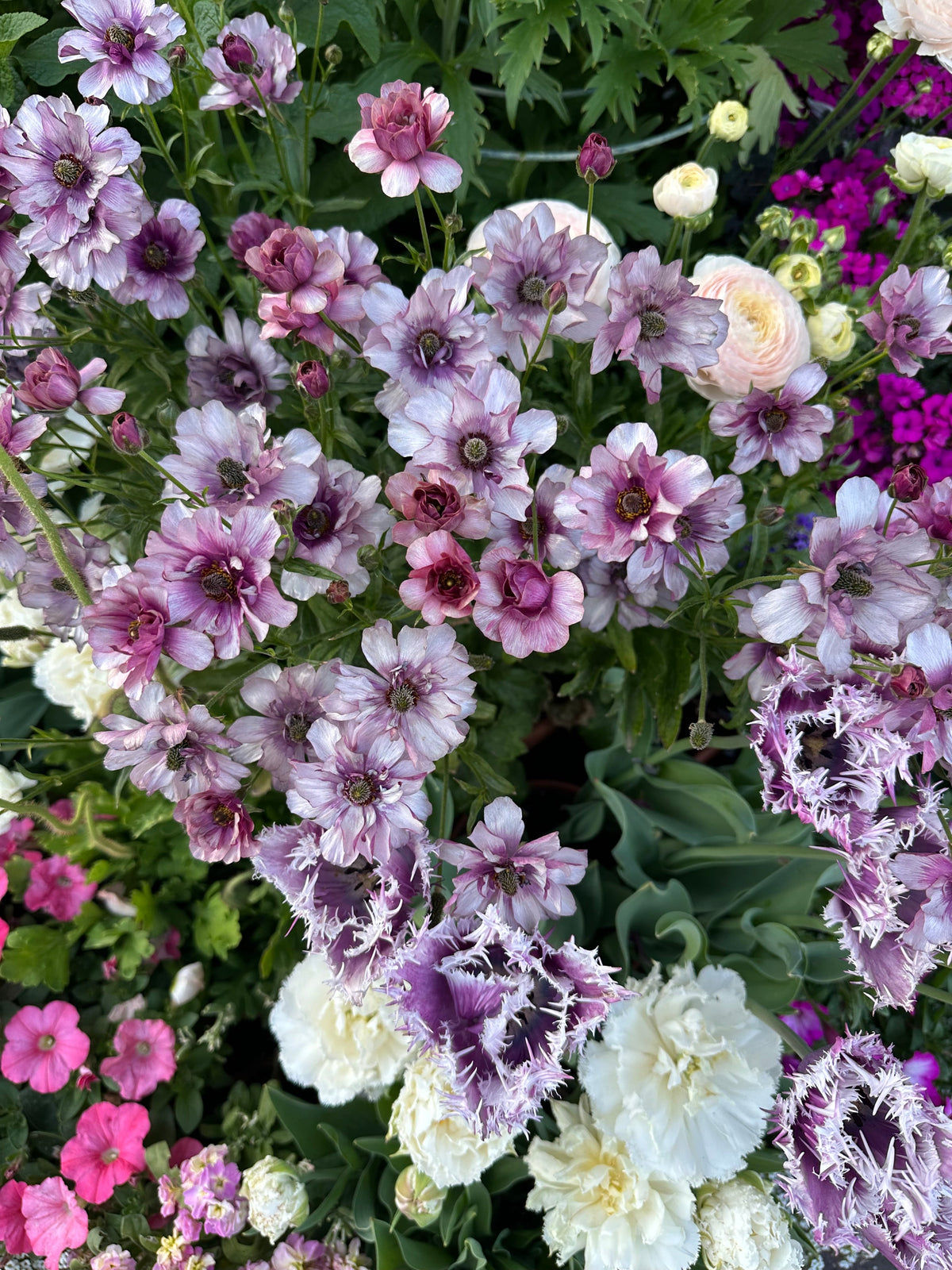 Butterfly Ranunculus 'Thiva'corms