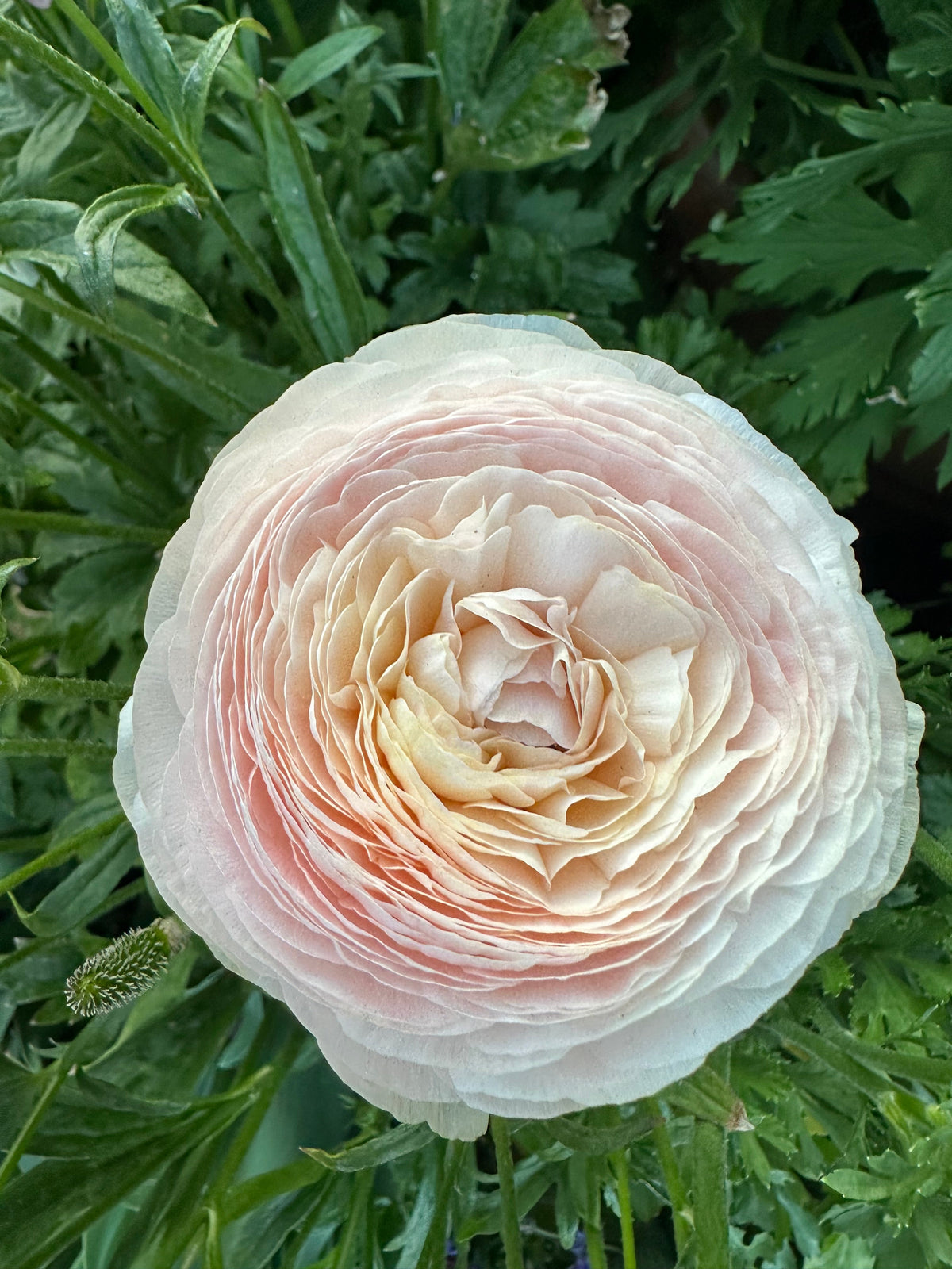 Ranunculus Clone ‘wedding pastel’