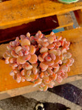 2512-042 Boutique Big Rare Succulents/xSedeveria Maxwell Cluster /What You See is What You Get/Bare Root Without Soil Pot/Plants Gifts