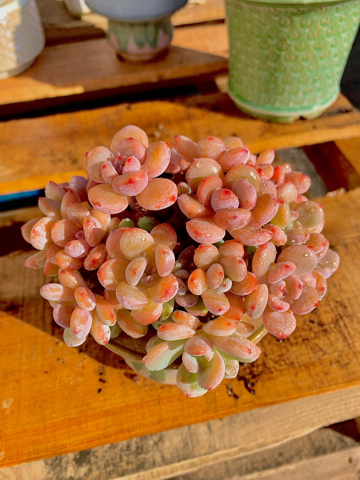 2512-042 Boutique Big Rare Succulents/xSedeveria Maxwell Cluster /What You See is What You Get/Bare Root Without Soil Pot/Plants Gifts