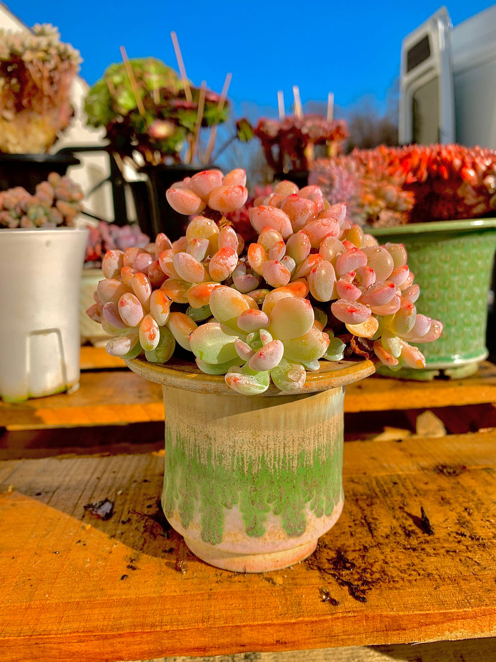 2512-042 Boutique Big Rare Succulents/xSedeveria Maxwell Cluster /What You See is What You Get/Bare Root Without Soil Pot/Plants Gifts
