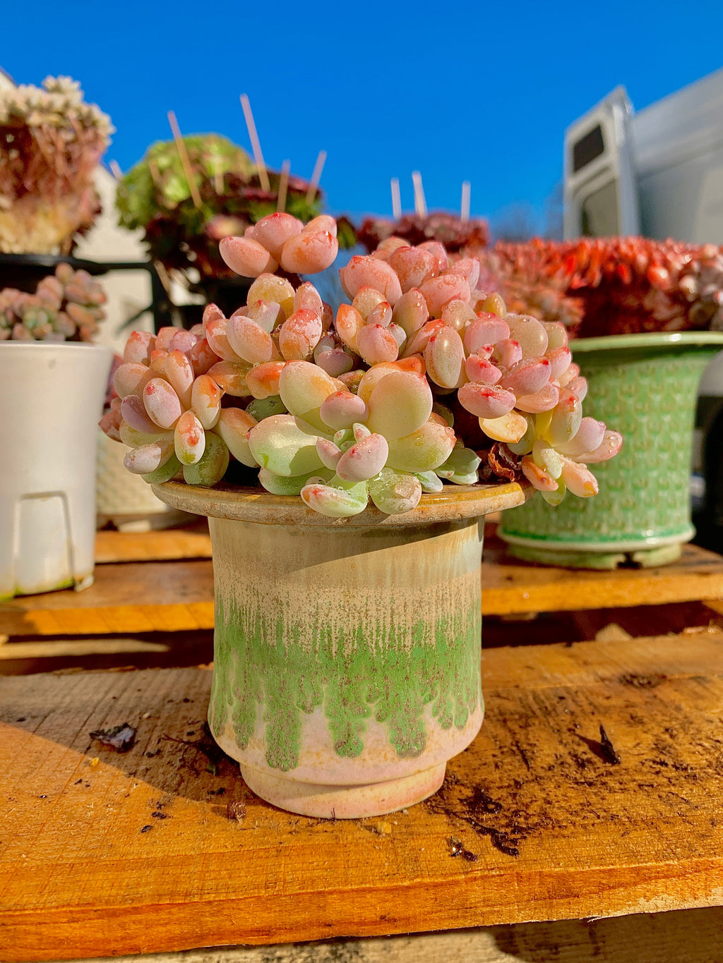 2512-042 Boutique Big Rare Succulents/xSedeveria Maxwell Cluster /What You See is What You Get/Bare Root Without Soil Pot/Plants Gifts