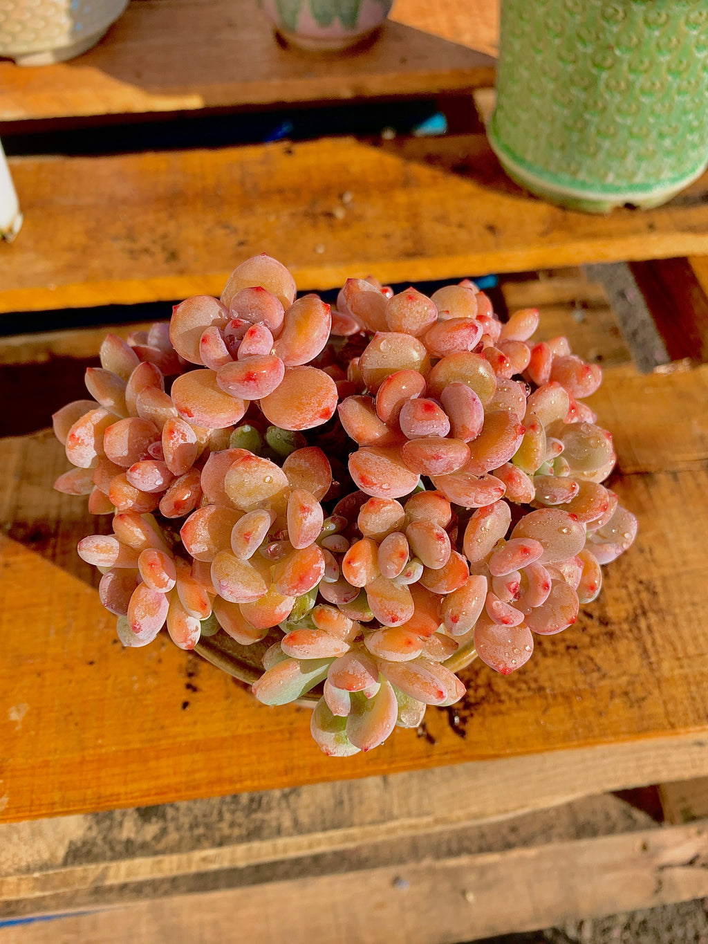 2512-042 Boutique Big Rare Succulents/xSedeveria Maxwell Cluster /What You See is What You Get/Bare Root Without Soil Pot/Plants Gifts