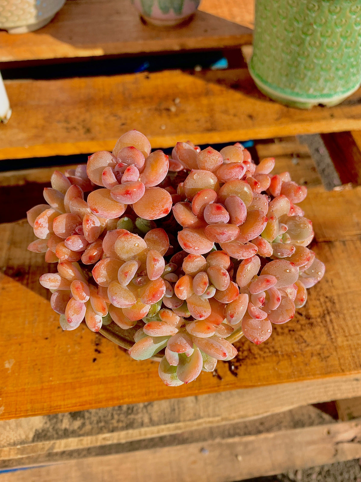 2512-042 Boutique Big Rare Succulents/xSedeveria Maxwell Cluster /What You See is What You Get/Bare Root Without Soil Pot/Plants Gifts