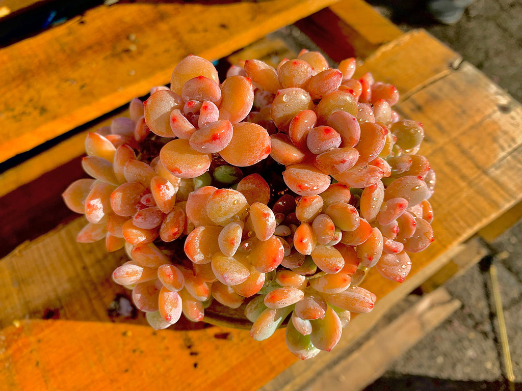 2512-042 Boutique Big Rare Succulents/xSedeveria Maxwell Cluster /What You See is What You Get/Bare Root Without Soil Pot/Plants Gifts