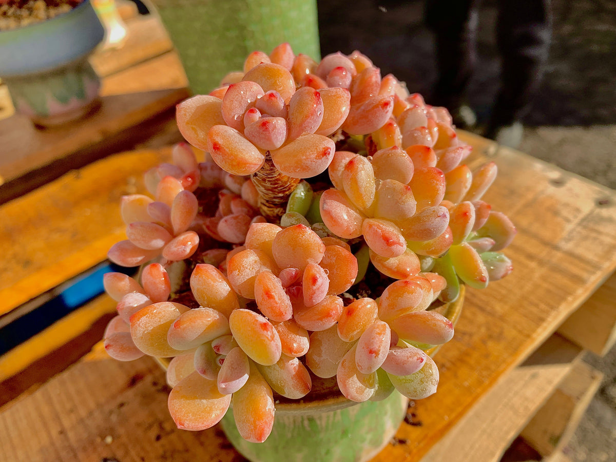 2512-042 Boutique Big Rare Succulents/xSedeveria Maxwell Cluster /What You See is What You Get/Bare Root Without Soil Pot/Plants Gifts