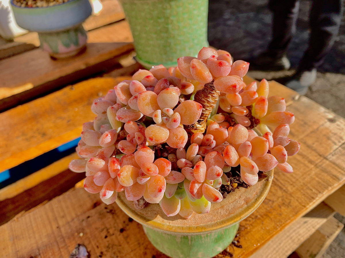 2512-042 Boutique Big Rare Succulents/xSedeveria Maxwell Cluster /What You See is What You Get/Bare Root Without Soil Pot/Plants Gifts