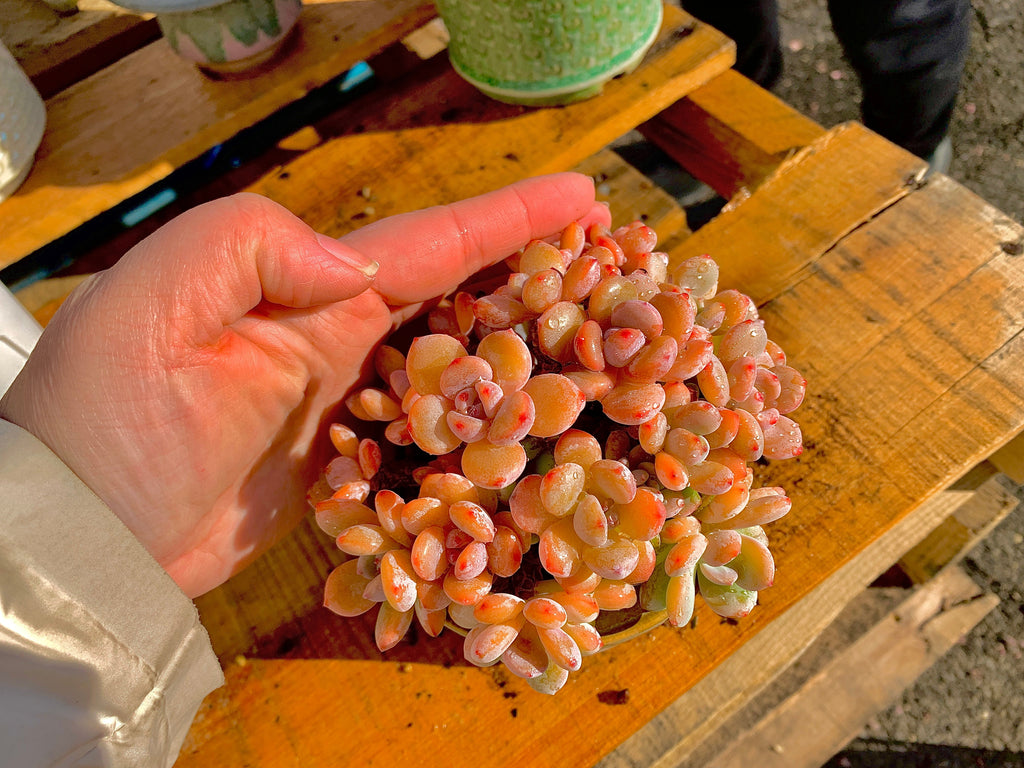 2512-042 Boutique Big Rare Succulents/xSedeveria Maxwell Cluster /What You See is What You Get/Bare Root Without Soil Pot/Plants Gifts
