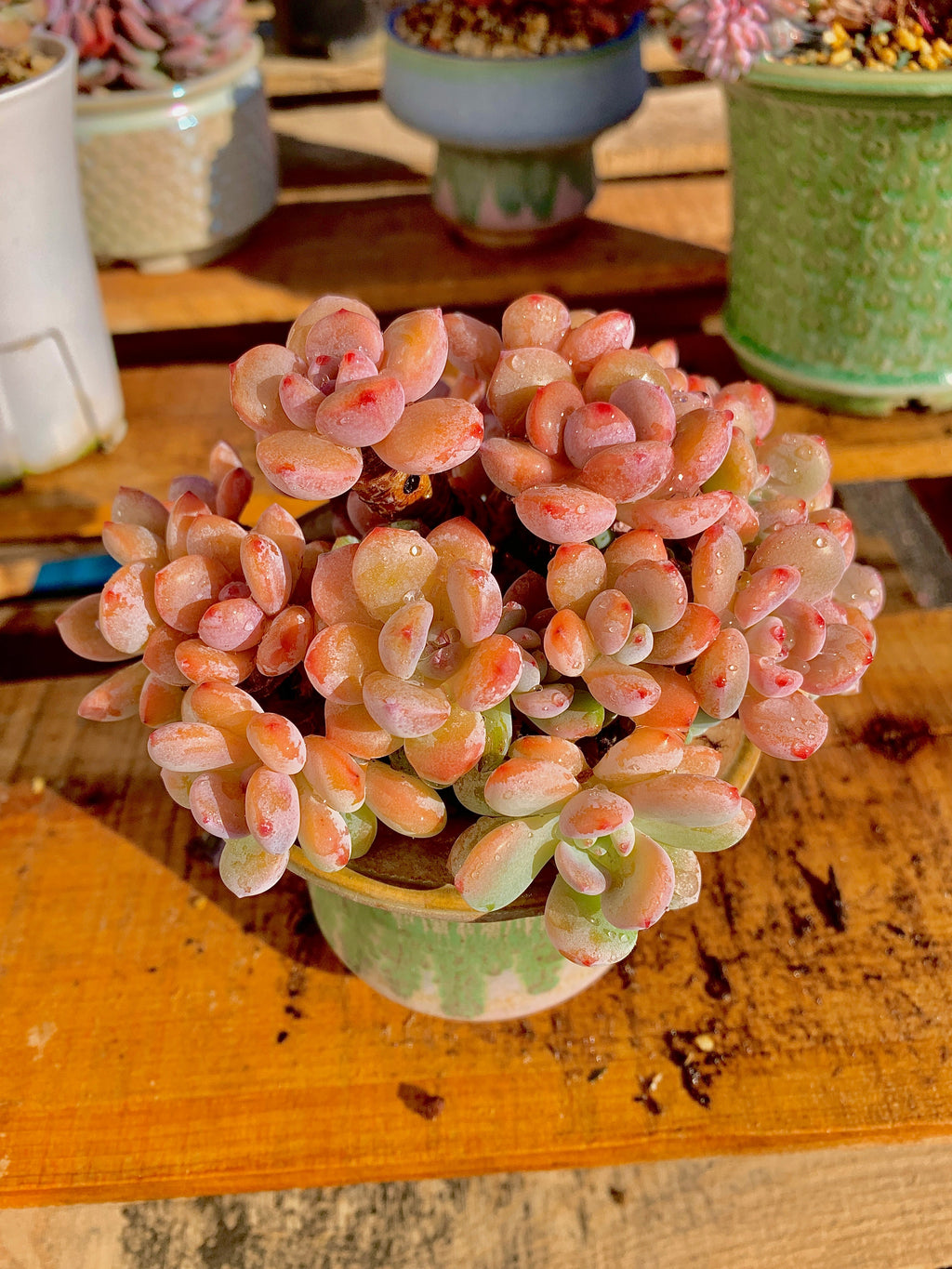 2512-042 Boutique Big Rare Succulents/xSedeveria Maxwell Cluster /What You See is What You Get/Bare Root Without Soil Pot/Plants Gifts