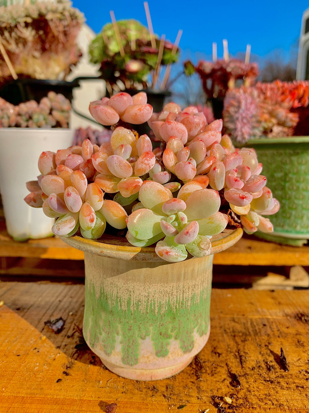 2512-042 Boutique Big Rare Succulents/xSedeveria Maxwell Cluster /What You See is What You Get/Bare Root Without Soil Pot/Plants Gifts