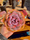 2512-047 Boutique Big Rare Succulents/Echeveria Cream Tea /What You See is What You Get/Bare Root Without Soil Pot/Plants Gifts