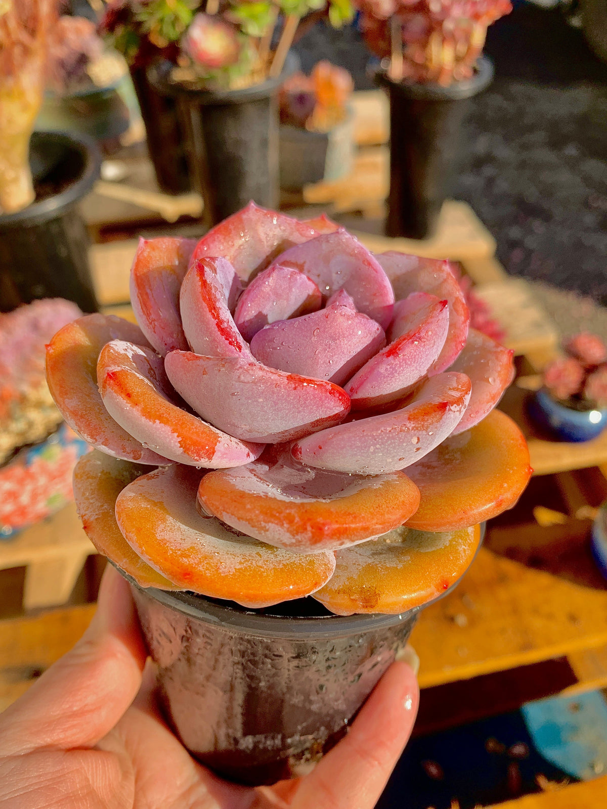 2512-047 Boutique Big Rare Succulents/Echeveria Cream Tea /What You See is What You Get/Bare Root Without Soil Pot/Plants Gifts