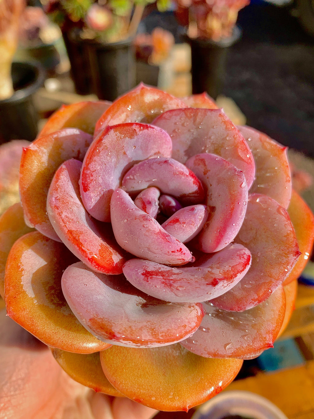 2512-047 Boutique Big Rare Succulents/Echeveria Cream Tea /What You See is What You Get/Bare Root Without Soil Pot/Plants Gifts