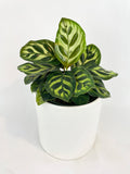 Calathea Peacock Makoyana