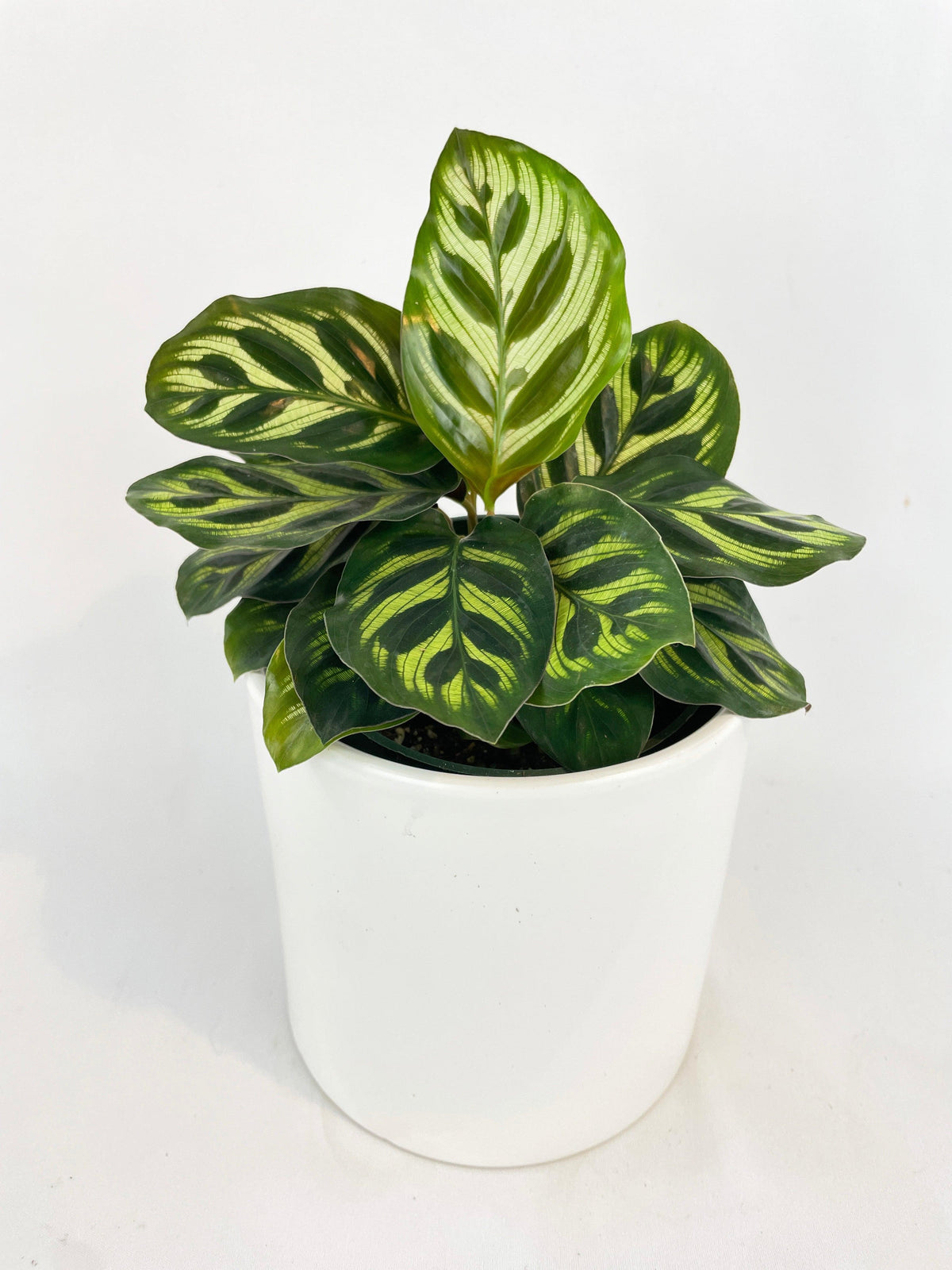Calathea Peacock Makoyana