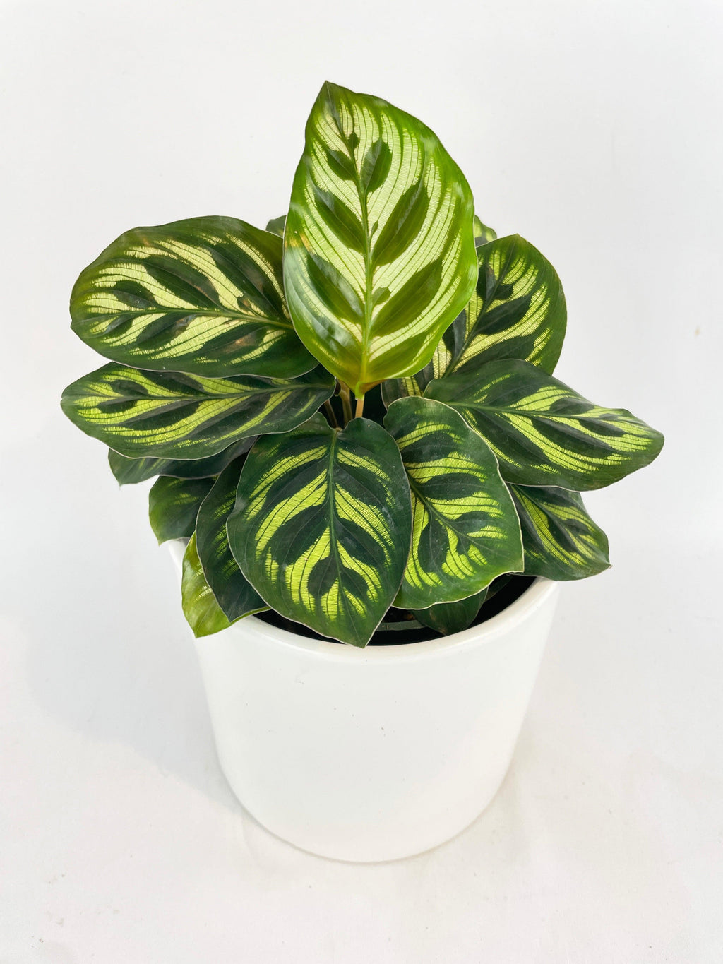 Calathea Peacock Makoyana