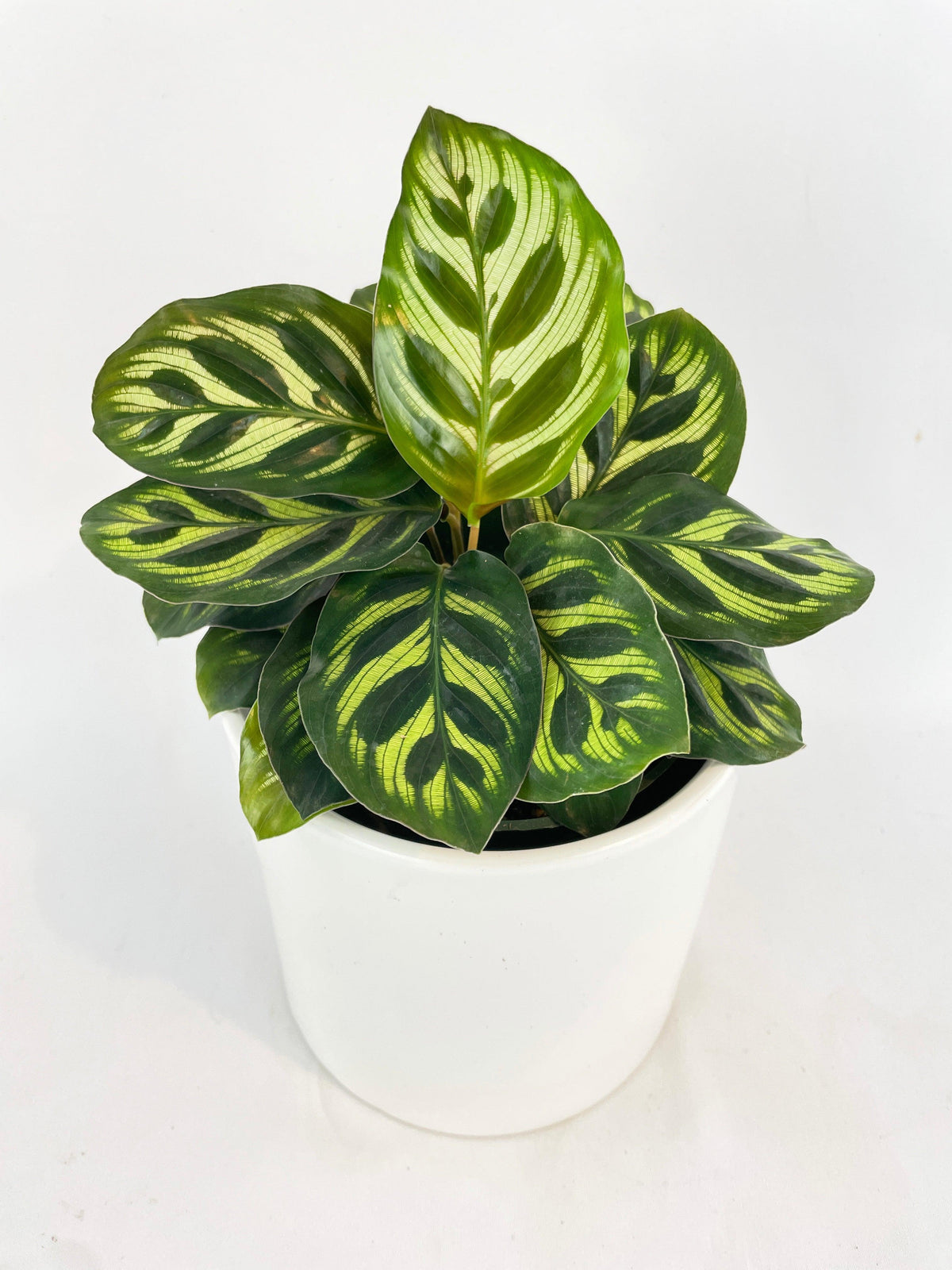 Calathea Peacock Makoyana