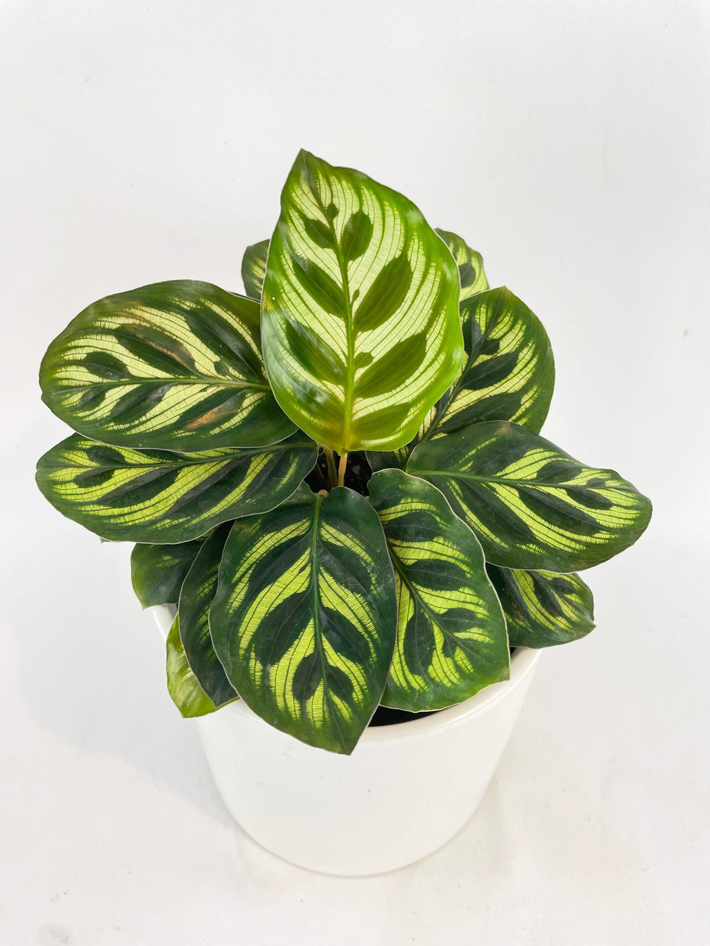 Calathea Peacock Makoyana