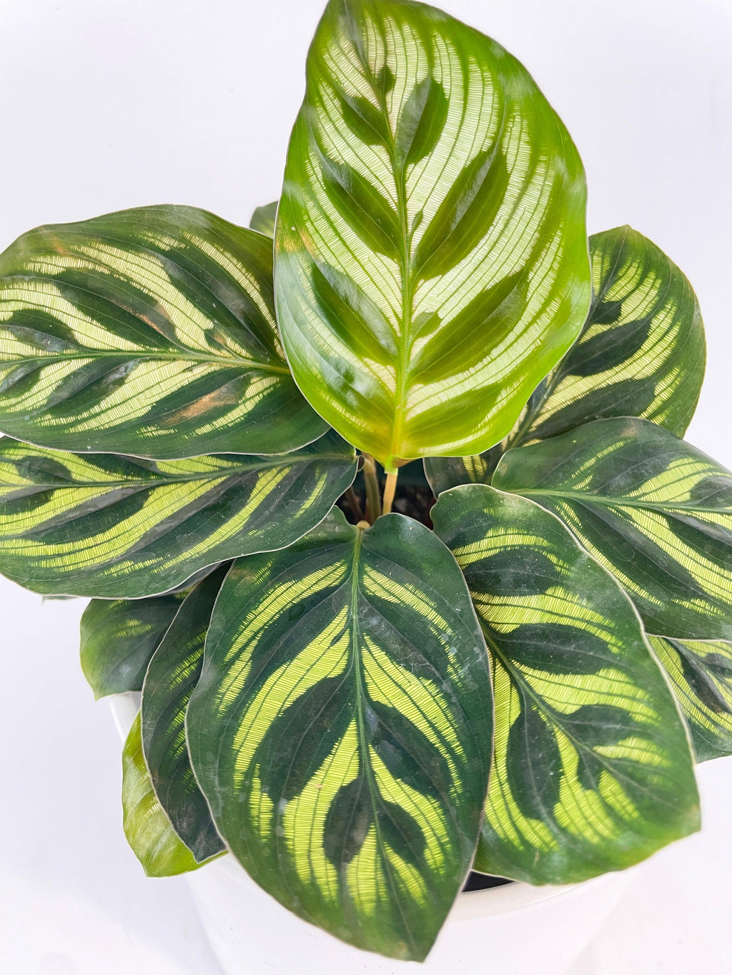 Calathea Peacock Makoyana