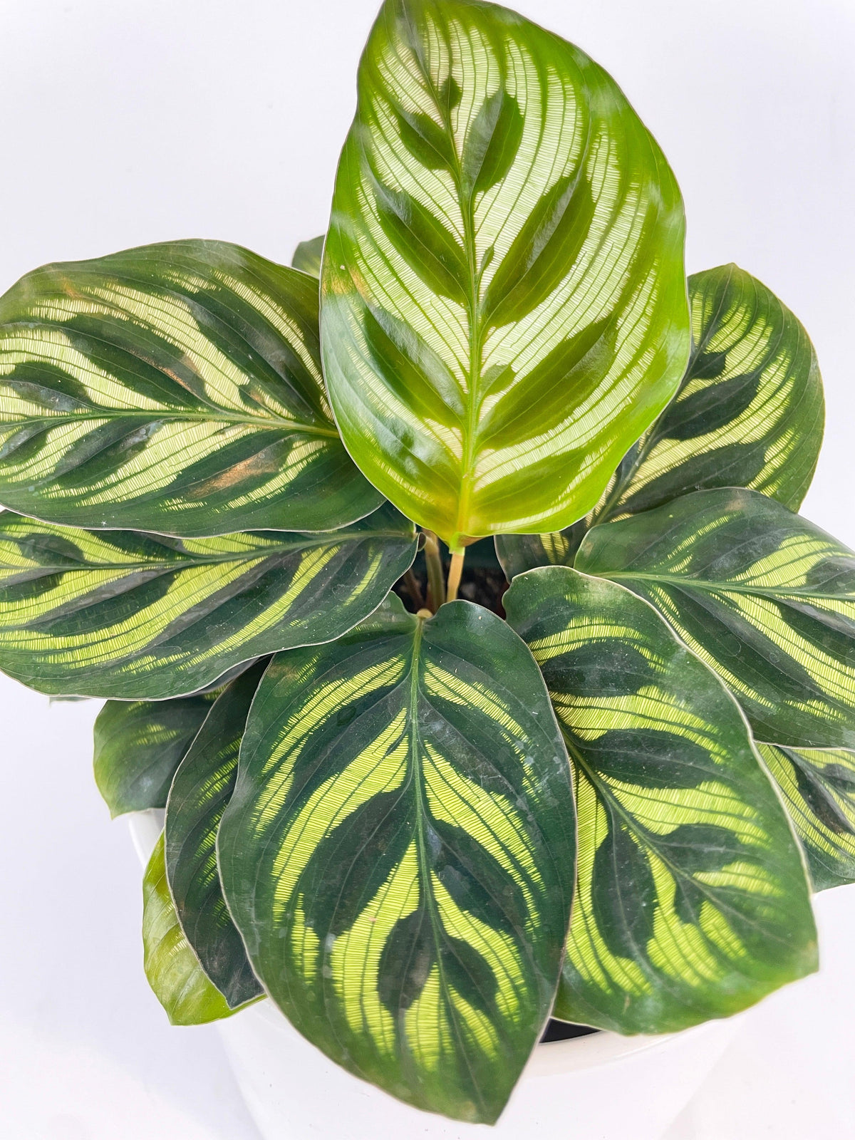 Calathea Peacock Makoyana
