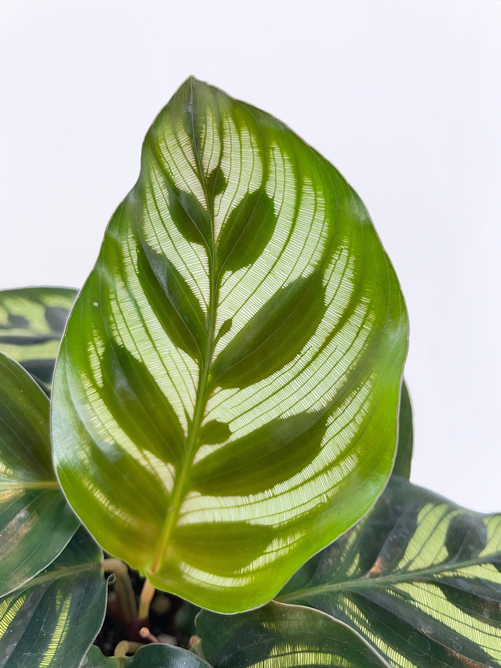 Calathea Peacock Makoyana