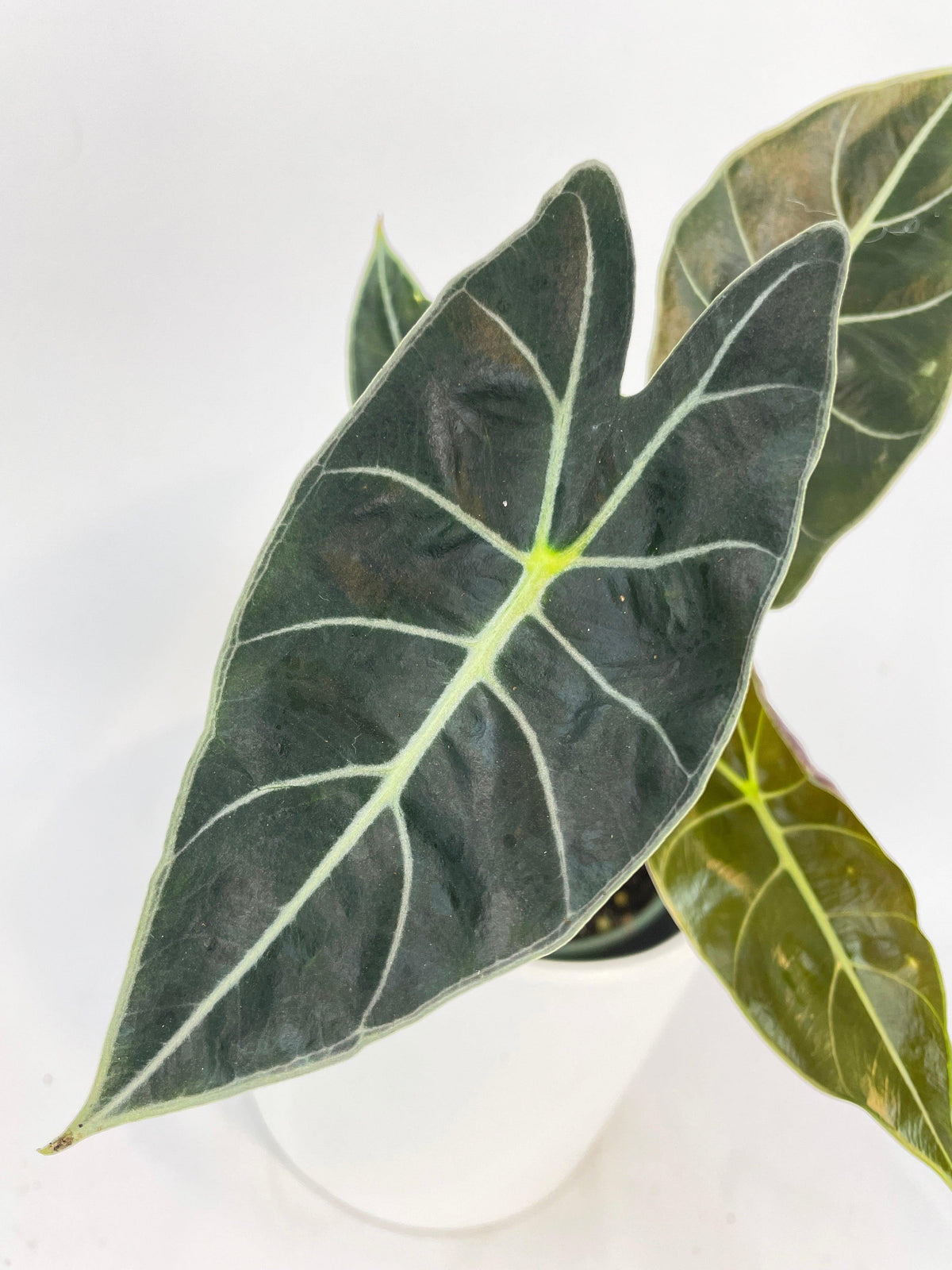 Alocasia Dragon Tooth Longiloba