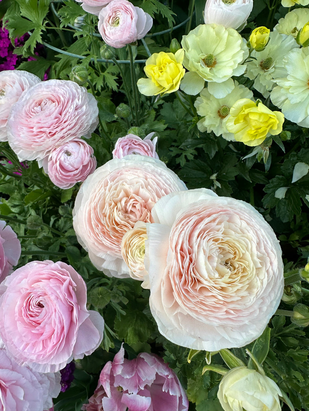 Ranunculus Clone ‘wedding pastel’