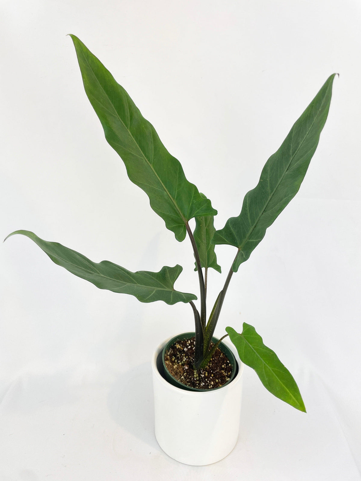 Alocasia Lauterbachiana Purple Sword
