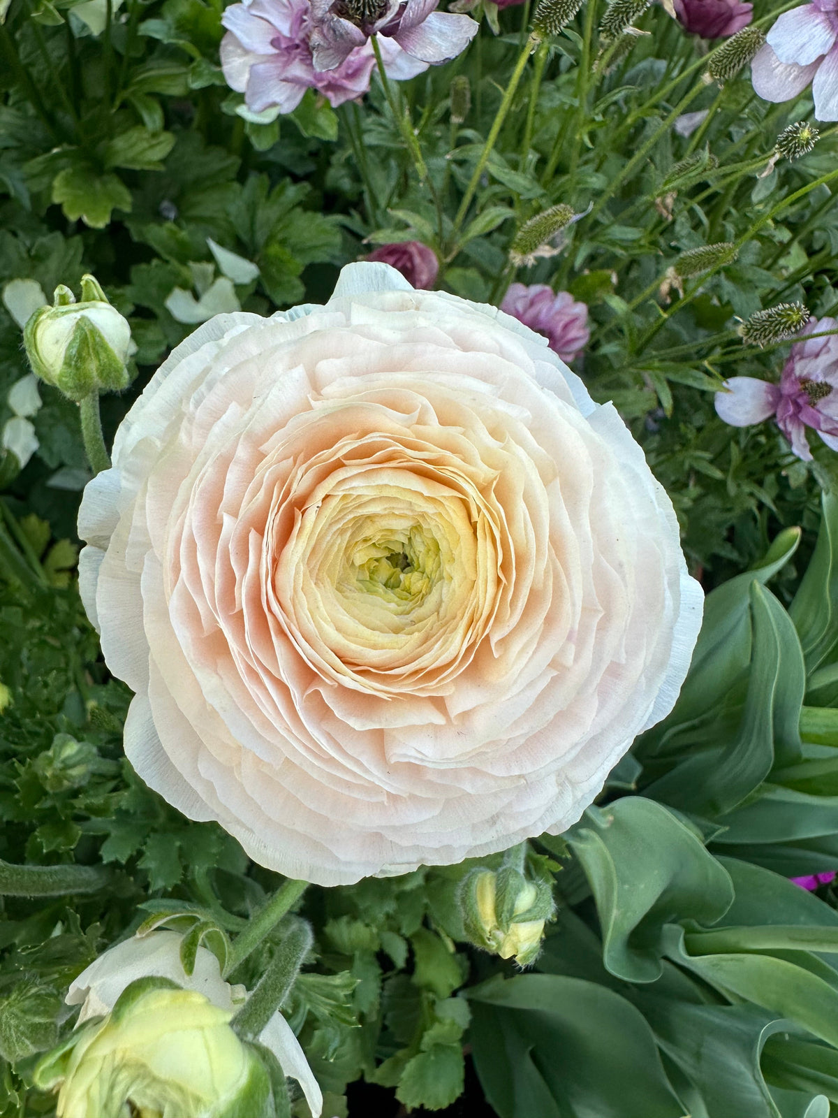 Ranunculus Clone ‘wedding pastel’