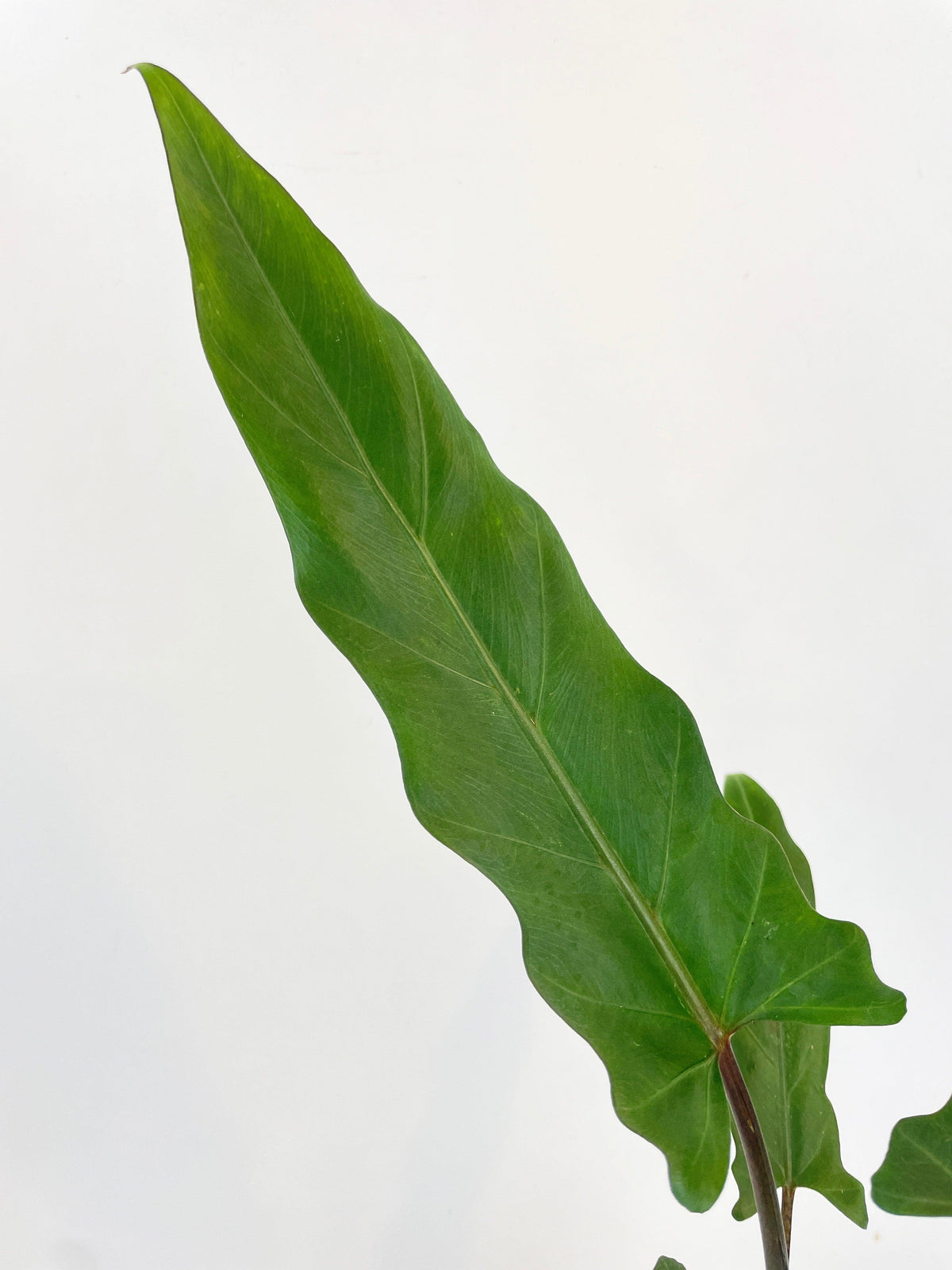 Alocasia Lauterbachiana Purple Sword