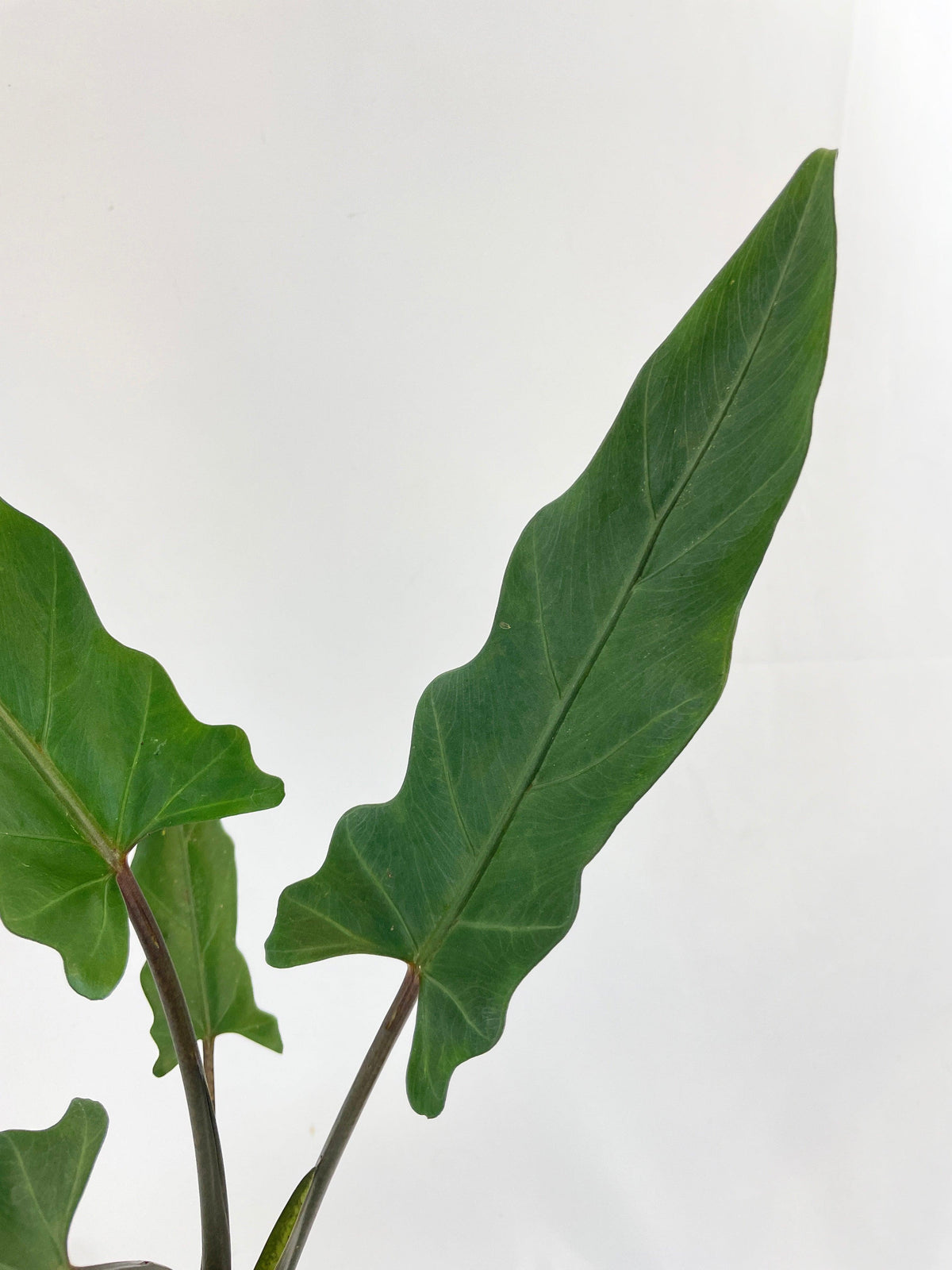Alocasia Lauterbachiana Purple Sword
