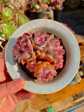 Rare Echeveria Orange Monroe Rare Succulent | Boutique Live Plant WYSIWYG | Bare Root Cluster Survive 2512-054