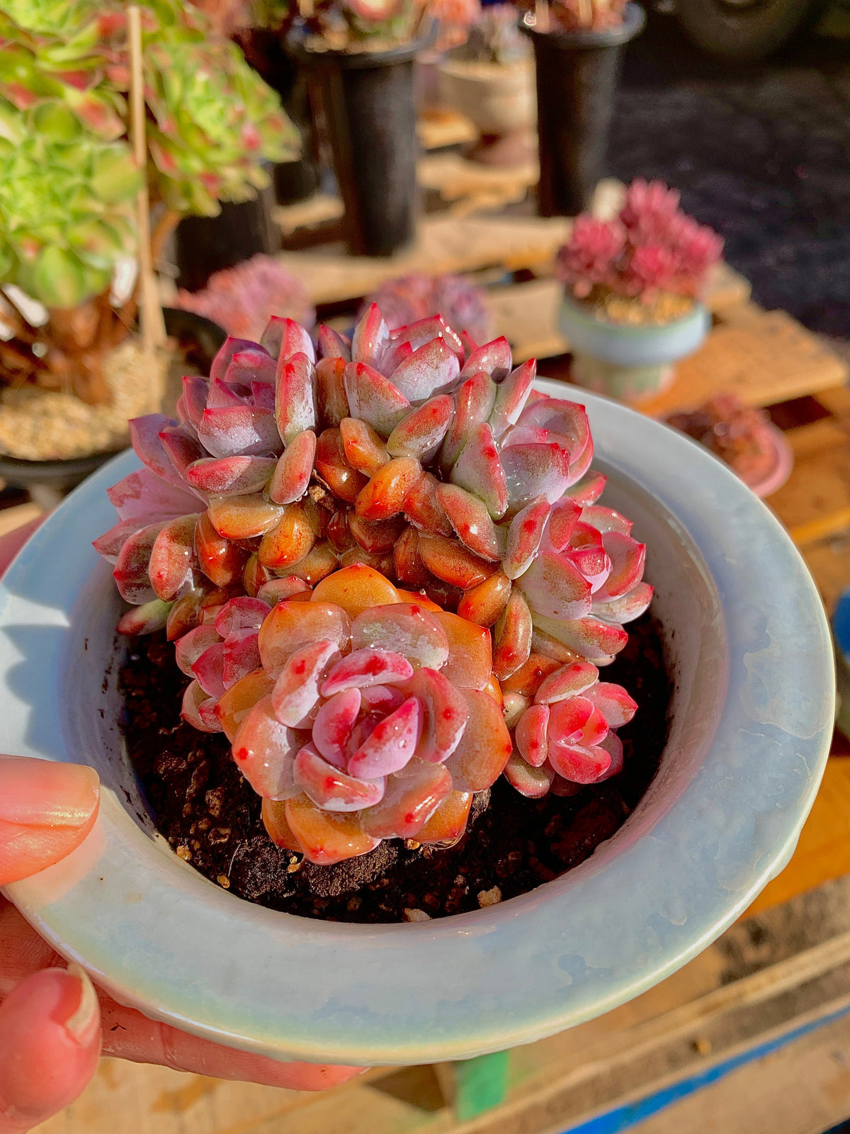 Rare Echeveria Orange Monroe Rare Succulent | Boutique Live Plant WYSIWYG | Bare Root Cluster Survive 2512-054