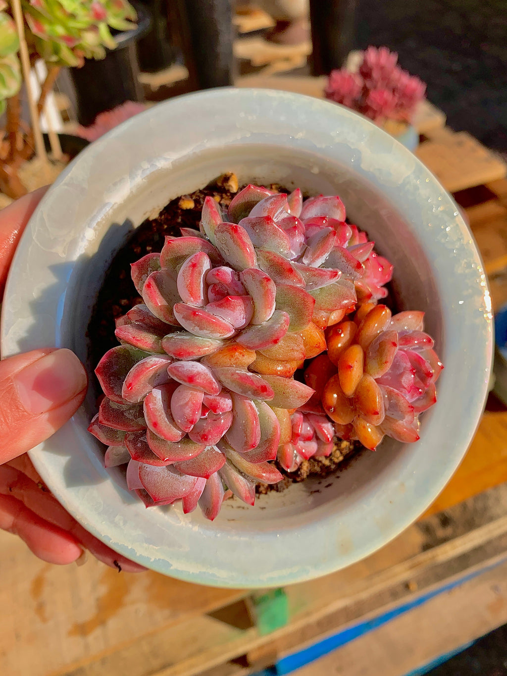 Rare Echeveria Orange Monroe Rare Succulent | Boutique Live Plant WYSIWYG | Bare Root Cluster Survive 2512-054