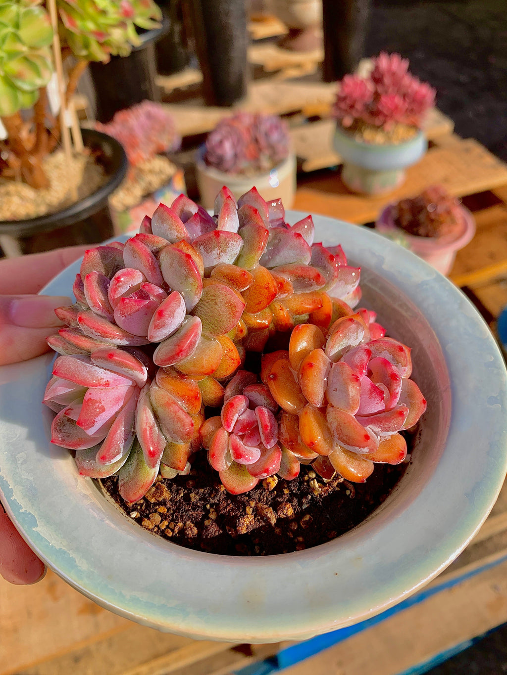 Rare Echeveria Orange Monroe Rare Succulent | Boutique Live Plant WYSIWYG | Bare Root Cluster Survive 2512-054
