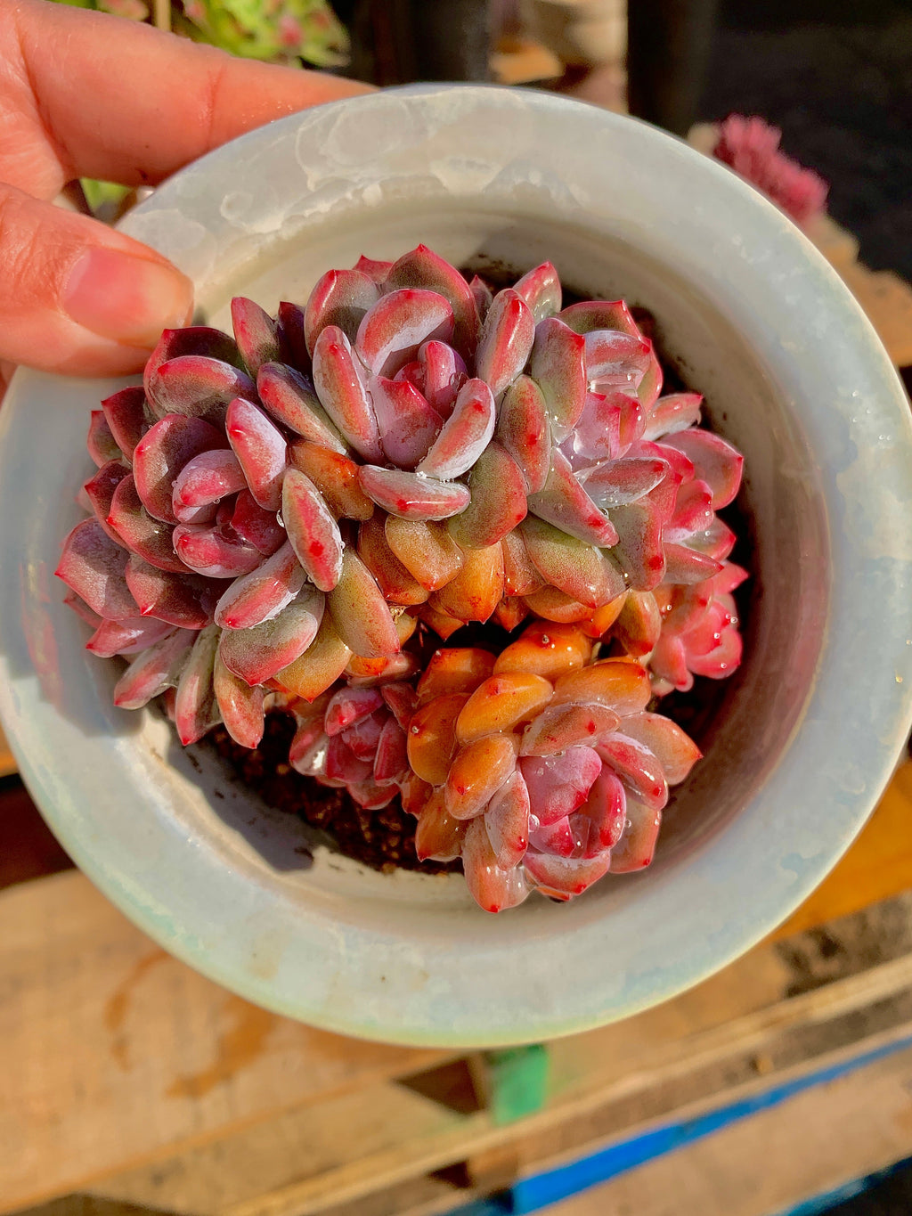 Rare Echeveria Orange Monroe Rare Succulent | Boutique Live Plant WYSIWYG | Bare Root Cluster Survive 2512-054