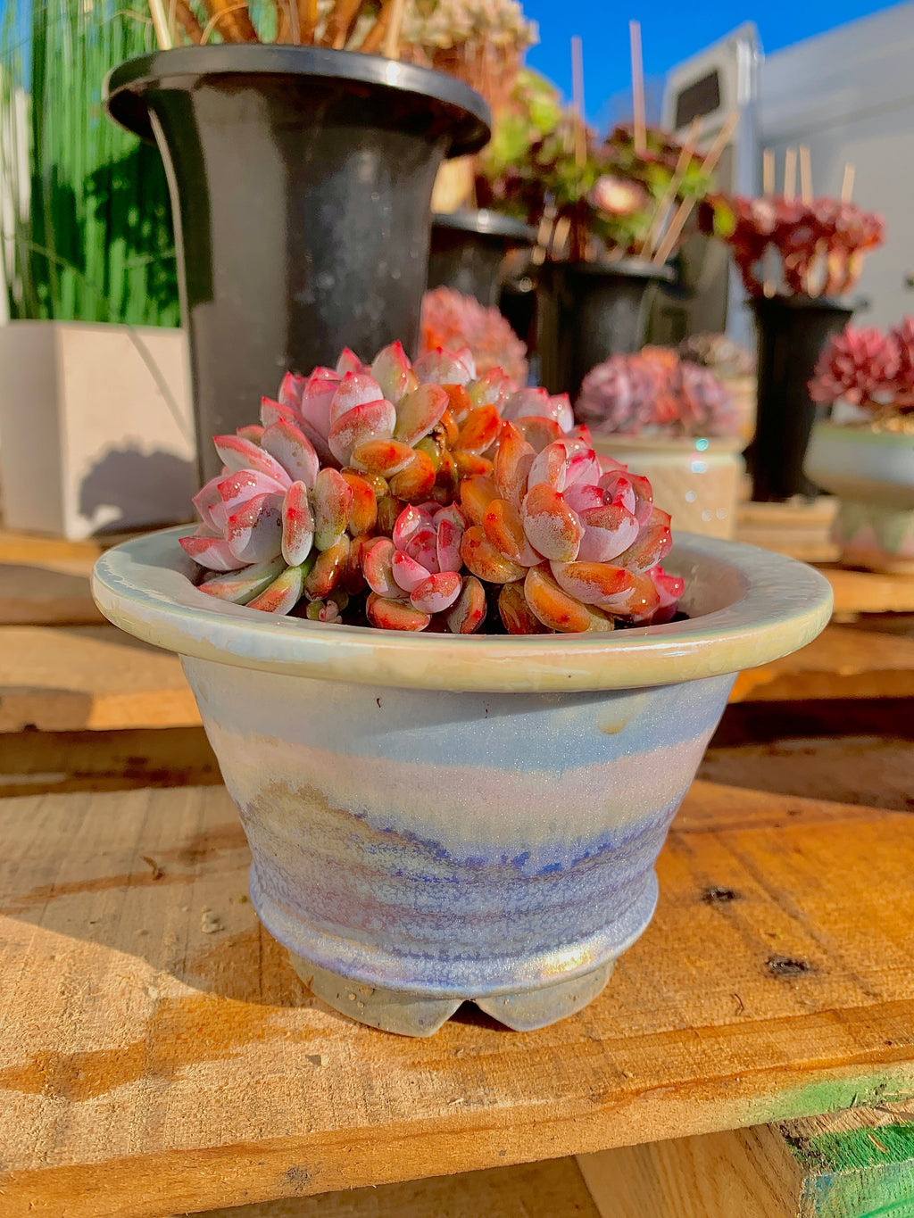 Rare Echeveria Orange Monroe Rare Succulent | Boutique Live Plant WYSIWYG | Bare Root Cluster Survive 2512-054