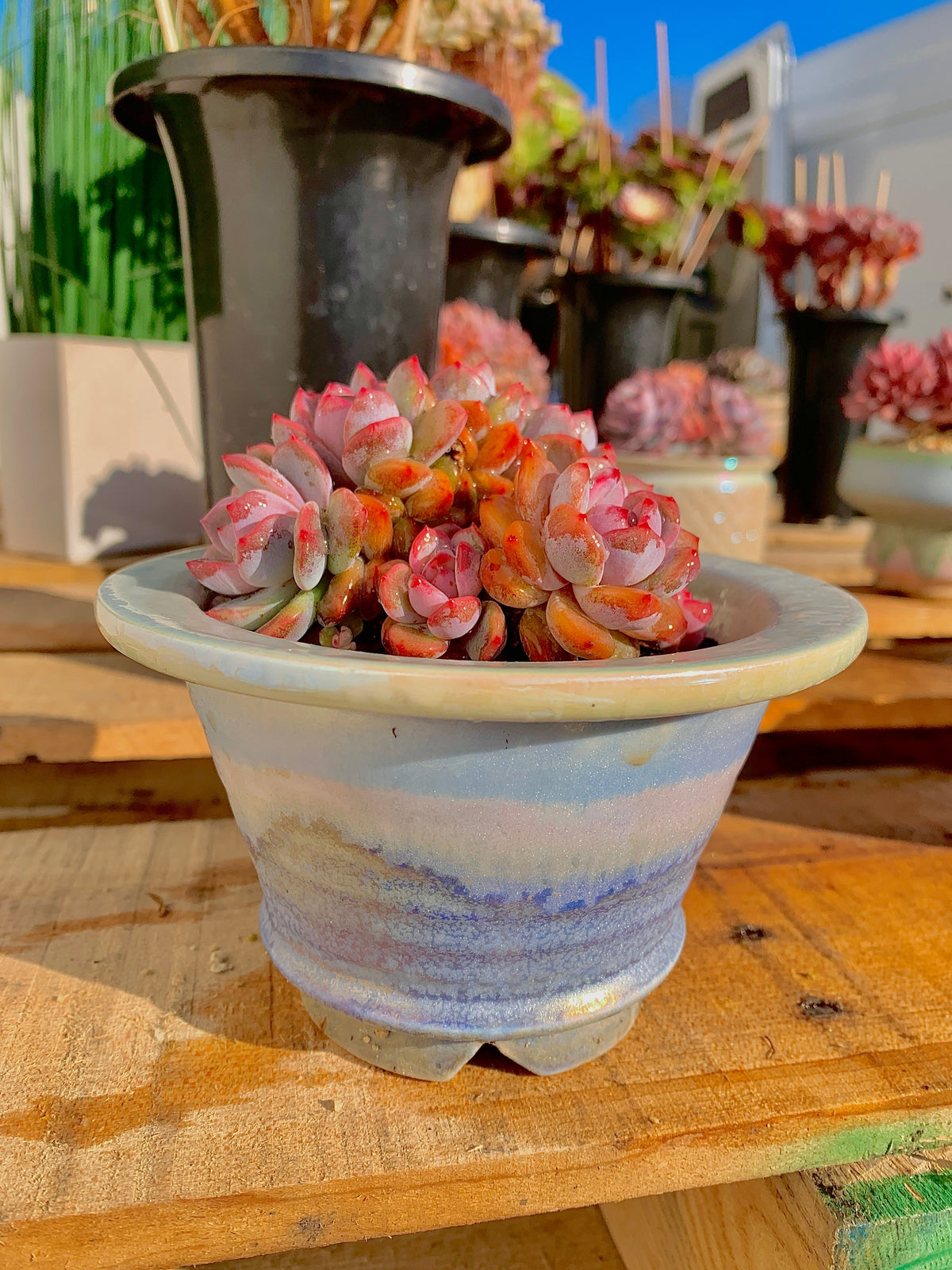 Rare Echeveria Orange Monroe Rare Succulent | Boutique Live Plant WYSIWYG | Bare Root Cluster Survive 2512-054