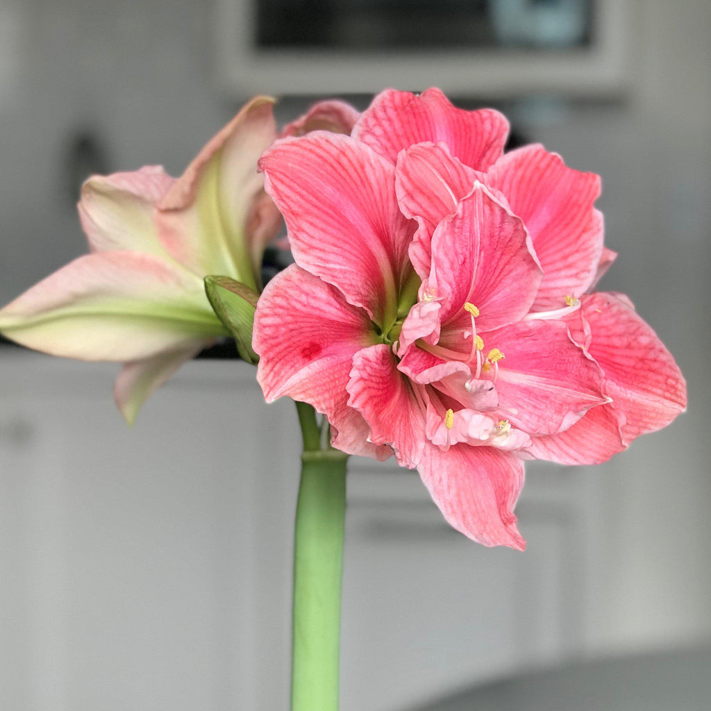 Amaryllis - Sweet Nymph