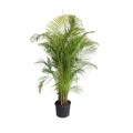 Areca Palm Tree