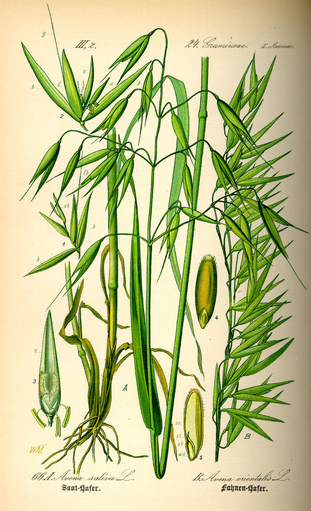 250 Avena sativa seeds - Common Oat Seeds - Non-GMO Cereal Grain