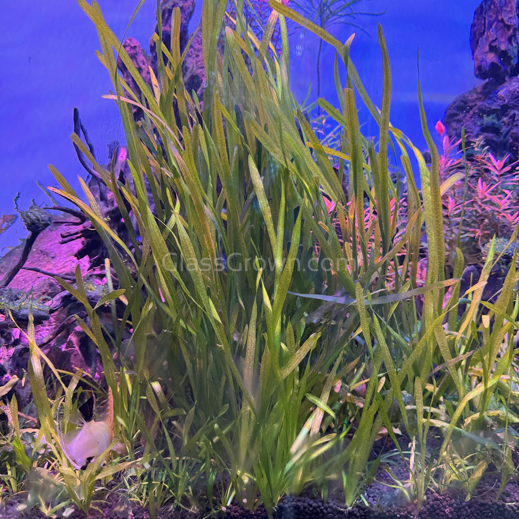 True Sagittaria Subulata 3x Plants