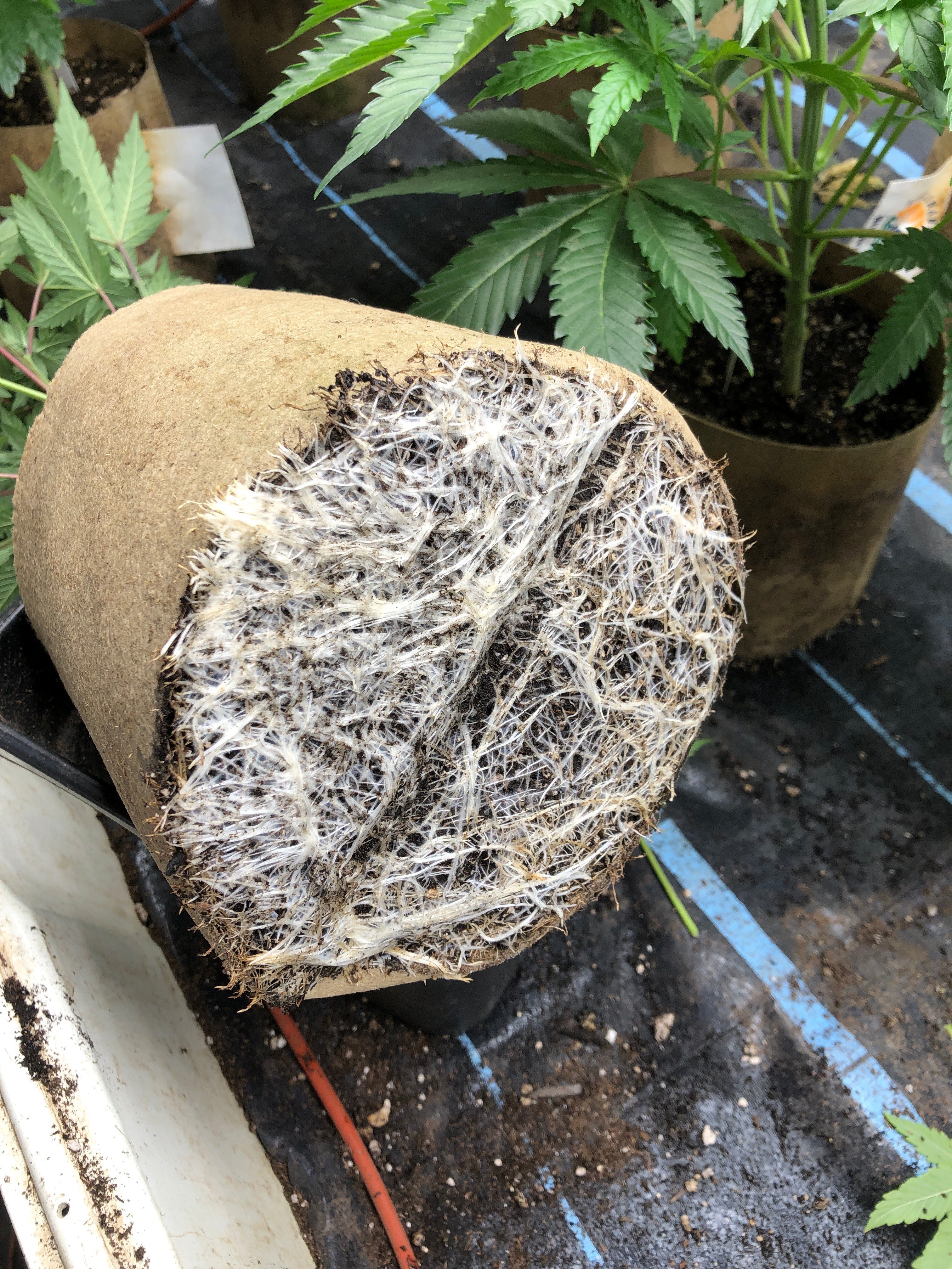 AquaMat Capillary Irrigation Mat Systems