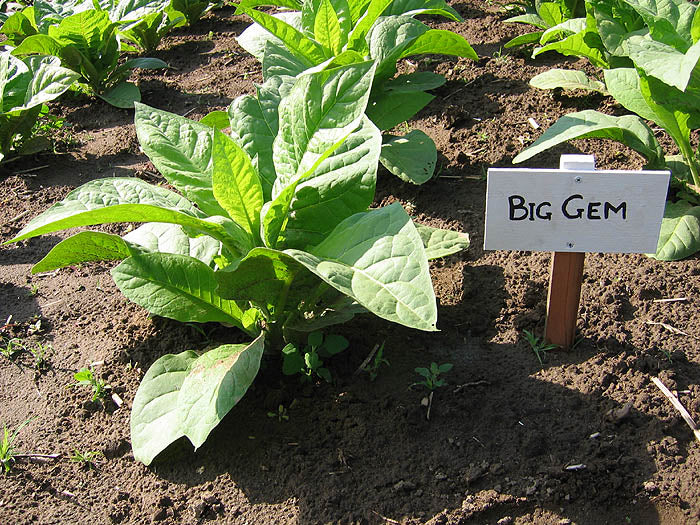 Big Gem Seeds