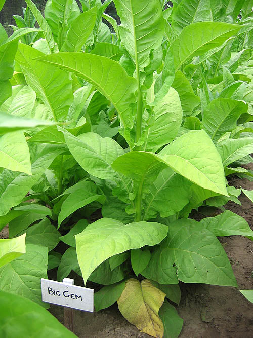 Big Gem Seeds