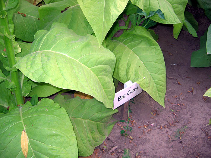 Big Gem Seeds