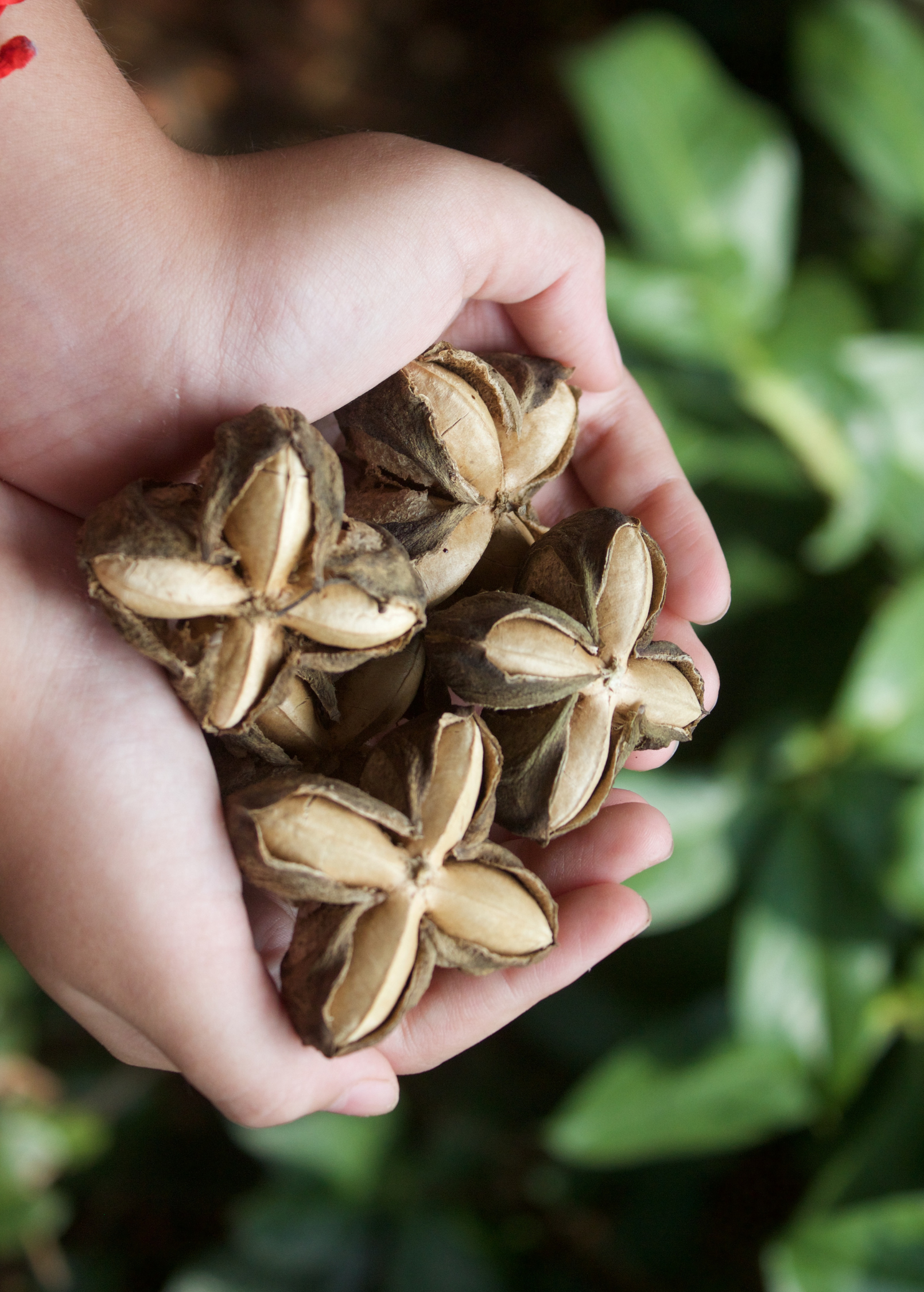 Inca peanut (Plukenetia volubilis)