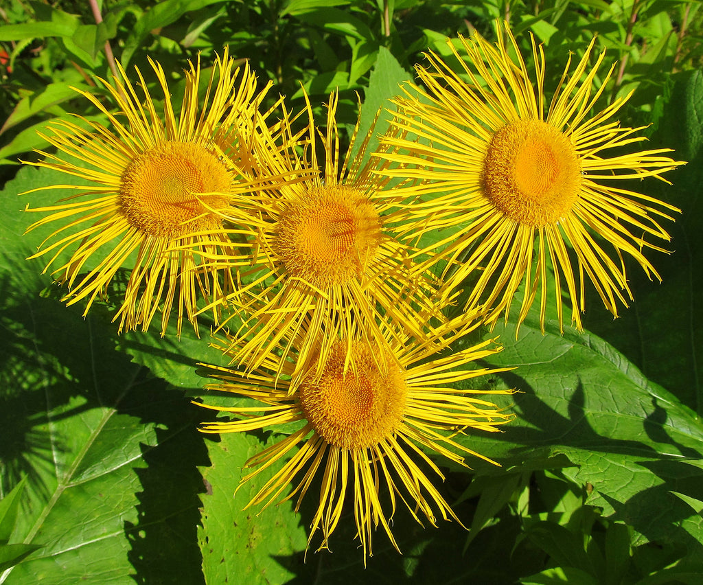 50 Inula helenium Seeds - Horse Heal - Elf Dock - Elecampane - Non-GMO Medicinal